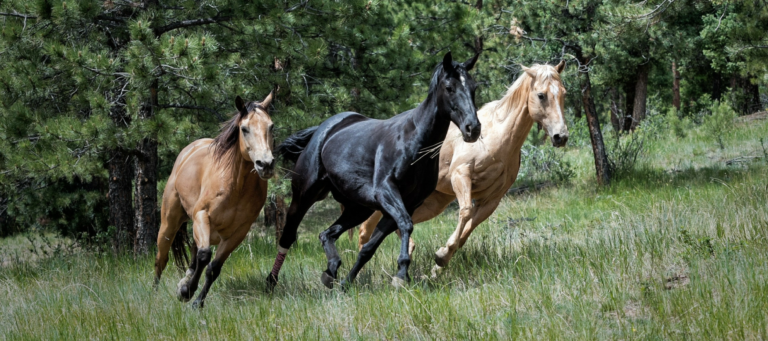 How horses changed the way I market unique properties