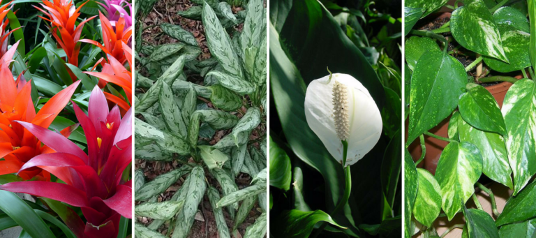 4 plants that can rid your real estate listings of toxins