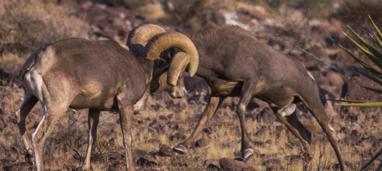 The real estate industry locks horns