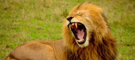 Lion roaring