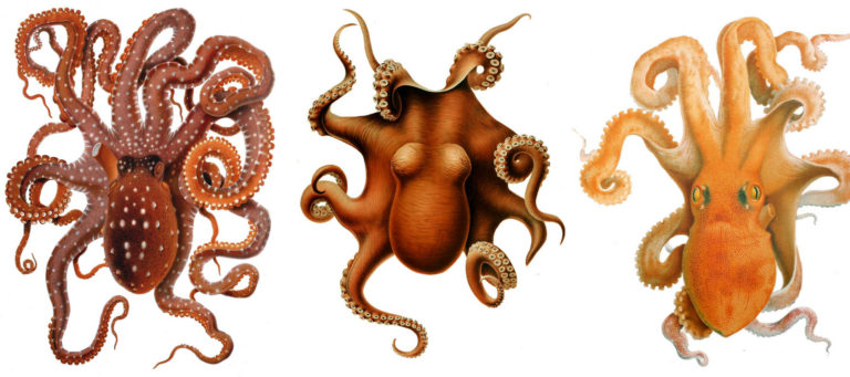 In real estate ecosystem, Zillow's octopus arms reach far and wide