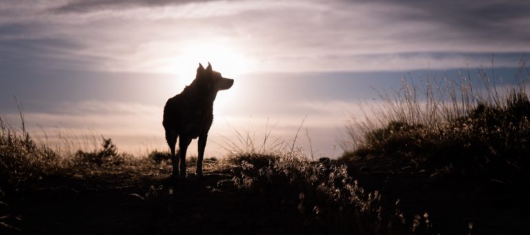 New CEO named at real estate tech company Lone Wolf