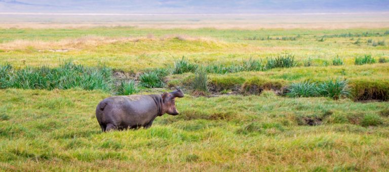 Home insurance startup Hippo raises $70M