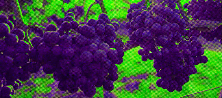 Heard it through the grapevine