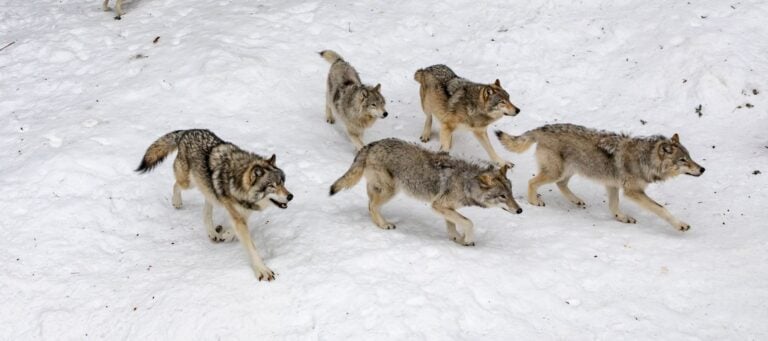Lone Wolf partners with Updater to offer relocation services