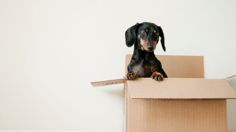 Renters are flocking to Denver, leaving Detroit