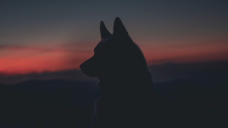 Lone Wolf launches new data insights platform