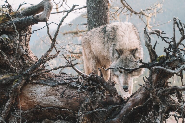 Lone Wolf Technologies sues forms partner Glide over ‘theft of trade secrets’
