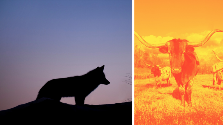 Lone Wolf makes deal with largest Realtor association in Texas