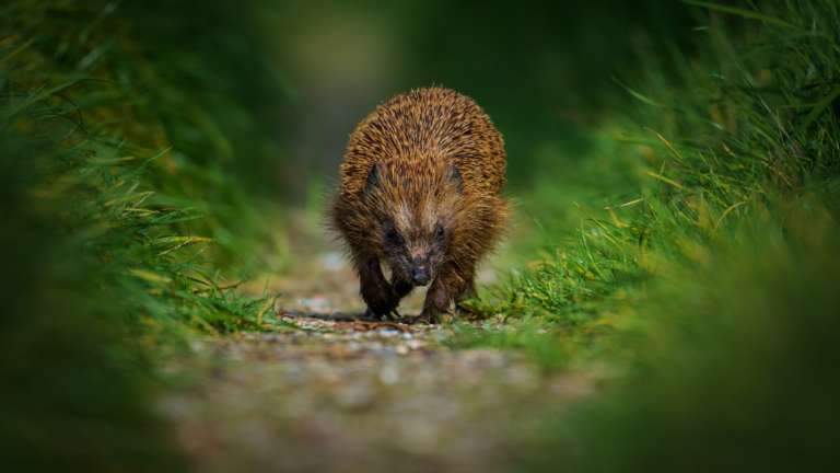 Be the hedgehog, not the fox: 5 tips to level up
