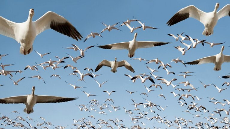 Reports of 'Great Migration' may be greatly exaggerated, new study says
