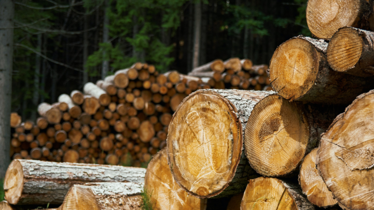 Knock on wood: Cost of lumber drops back to pre-pandemic levels