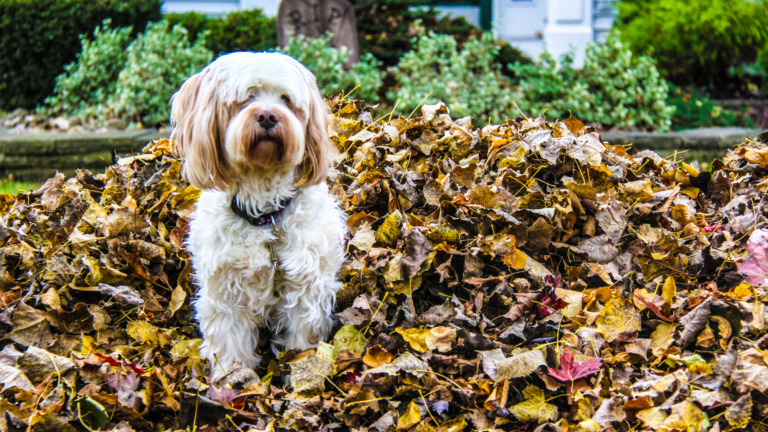 We're poised for a great housing fall, y'all: What Q4 has in store
