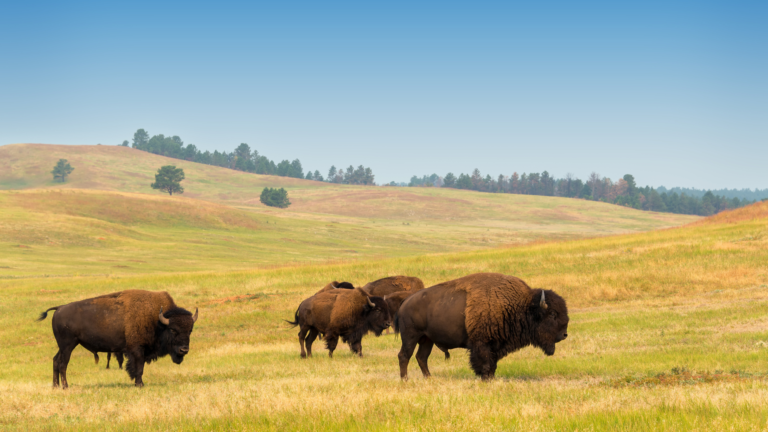 Are you a cow or a buffalo?