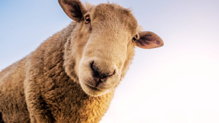 5 tips for shepherding clients through mortgage challenges