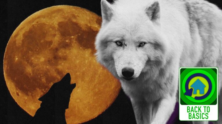 Ready to thrive in 2025? Feed your white wolf
