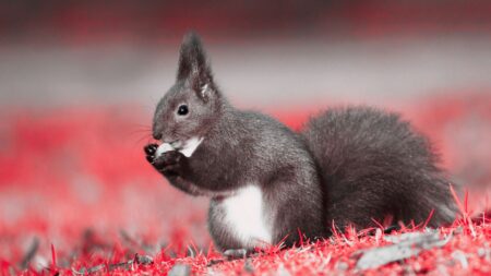 A squirrel nibbling on an acorn to represent negotiation nibbling.