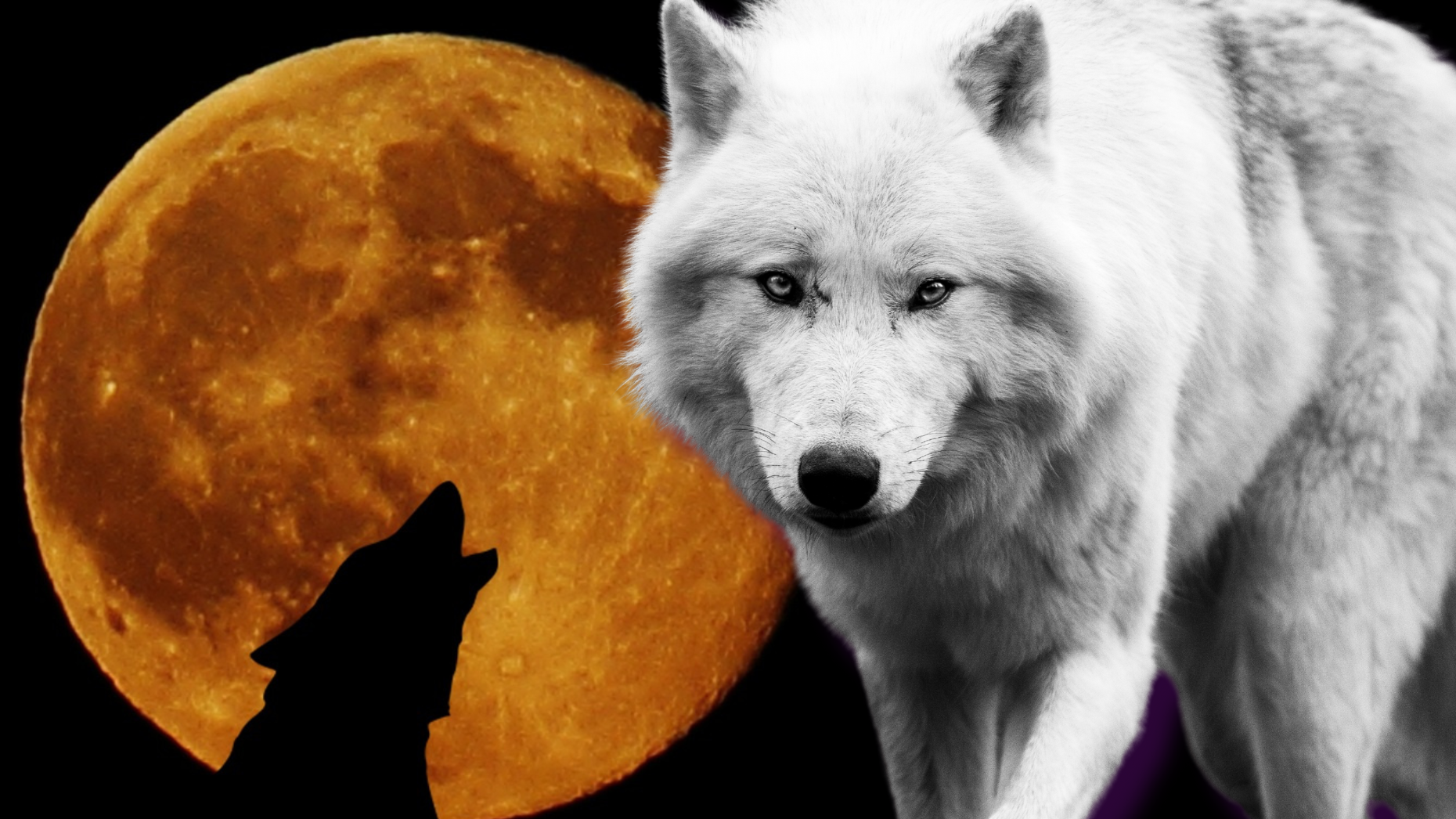 Ready To Thrive In 2025? Feed Your White Wolf Inman