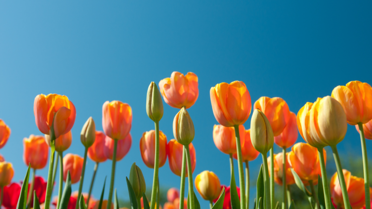EXp CEO 'cautiously optimistic' as spring homebuying season nears