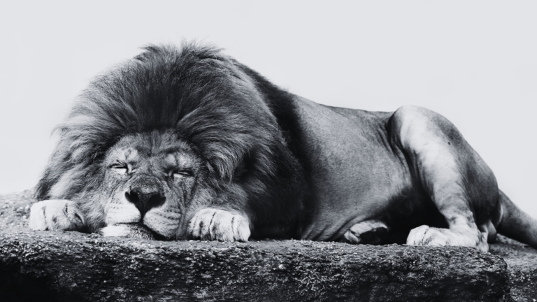 Lone Wolf Technologies to wind down popular LionDesk CRM