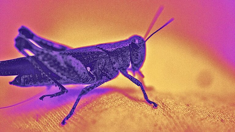 Here's how to pivot when viral content turns to crickets