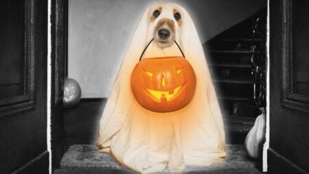 Halloween real estate marketing ideas-dog trick or treating