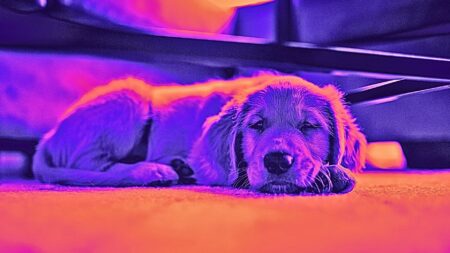 real estate agent doom