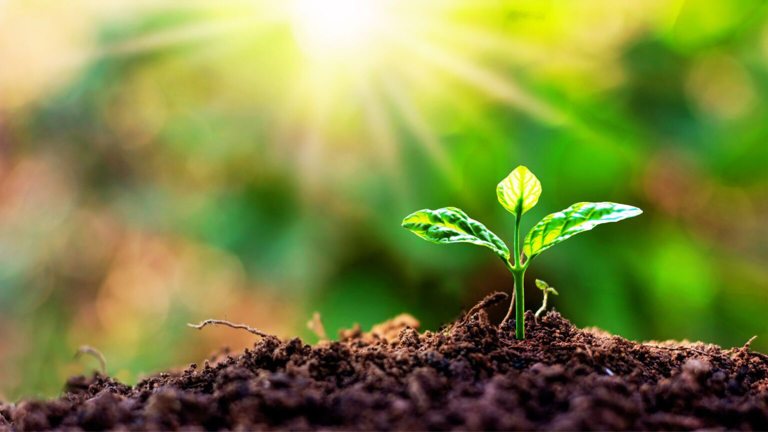 Spring Market Shows Early Signs Of Green Shoots | Inman Real Estate News