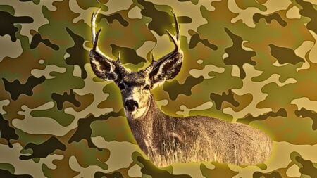 Montana agent jailed for using real estate license to access land and poach trophy mule deer