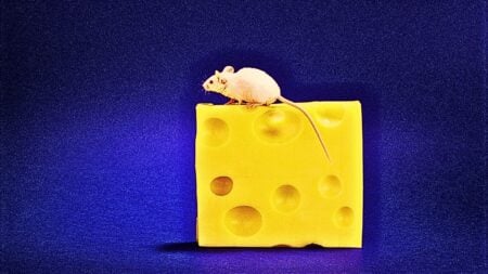 Who Moved My Cheese?